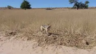 Jackal catches and eats a mouse
