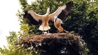 Рідний край (автор Вадим Петльований)