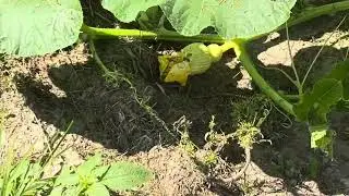 Pumpkin patch update