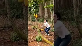 Having Fun Picking Papayas  