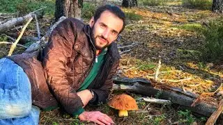 БЕЛЫЕ ГРИБЫ БОРОВИКИ РАСТУТ МАССОВО ПРЯМО У ДОРОГИ!