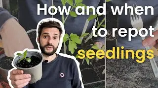 Gardening tips for your seedlings - Growing, Transplanting & Plant Care 🌱