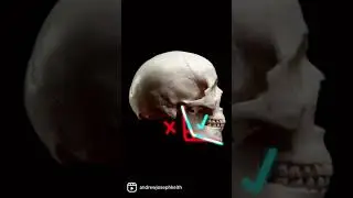 Skull Anatomy for Portrait sculpture. The angle of the Jaw.