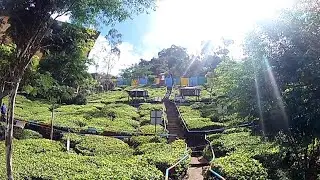 Cameron Highlands tea estate ladang tea