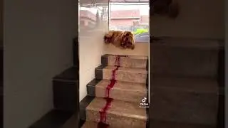 perro comió Fruta del dragón