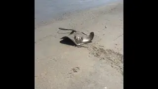 Stingray Gives Birth On Beach, Emerald Isle, North Carolina, July 2014