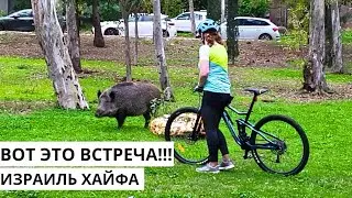 Дикие кабаны гуляют по Хайфе. Красивый зимний Израиль