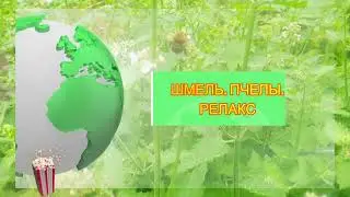 Шмель. Пчелы. Лето. Расслабьтесь...