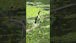 Большой Баклан / Cormorant