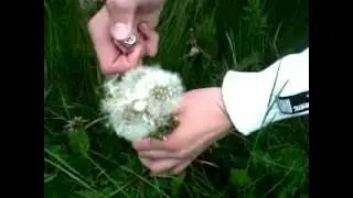 This is one spicy meatball !!- what happens when you light one of those fluffy things!