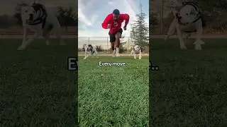 Best dogs ever #dogs #joshbutlertv #shorts