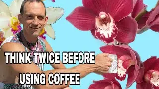 Are coffee Grounds good for orchids?