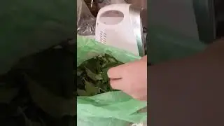 Заготовка листьев вишни для чая.