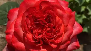 ROSES🌹. AUTUMN - 8888 TROUBLES…😅
