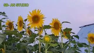 SB- AN STUDIO - Sunflower #sunflower