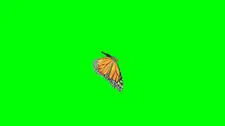 Borboleta 4 Green Screen