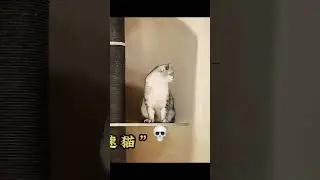 Ninja Cat 💀🗿