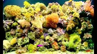 hypnotic fish : binaural sounds
