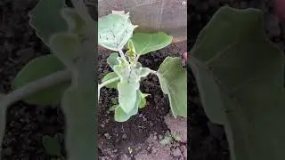 Колючий баклажан.