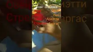 АСМР