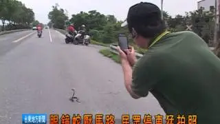 120509眼鏡蛇壓馬路 民眾停車猛拍照.mpg