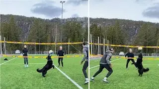 Эта собачка умеет играть в воллейбол