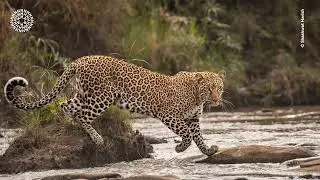 Wildlife Photographer Of The Year At The Herbert Art Gallery & Museum