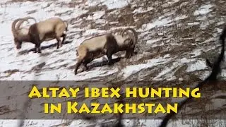 Охота на алтайского козерога в Восточном Казахстане. Altay ibex hunting  in Eastern Kazahsta