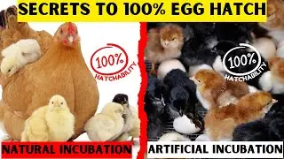 HATCHING EGGS HAS NEVER BEEN THIS EASY | HERE ARE THE SECRETS TO HATCH 100% CHICKS EVERY 21 DAYS
