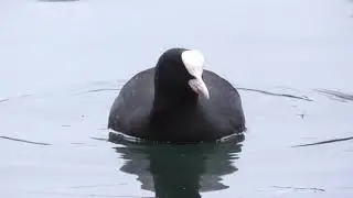 Eurasian Coot (Fulica atra)