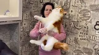 Мэйн кун кот игрушка