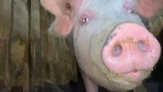 ЧТО ОНА ТВОРИТ? НОЧНОЕ ЧП НА ХУТОРЕ! КУПИЛИ ДОМ В ДЕРЕВНЕ!