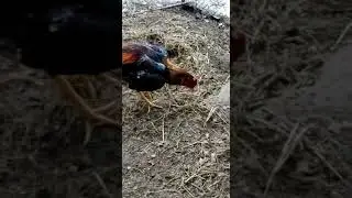 Каспийск Шамо