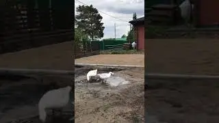 "Мелкие" истории... печальное окончание. #короткиевидео #goose #nature