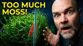 Can you have to much moss in a shrimp tank?