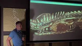 Грыжи у кошек и собак
