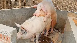 How to mating pig ll After weaning second time mating ll Pig farm in Assam