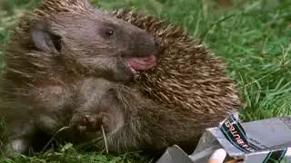 Documental // Animales Sobrenaturales // Pociones Mágicas