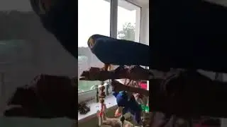 Nightmare -macaw parrot and kitty