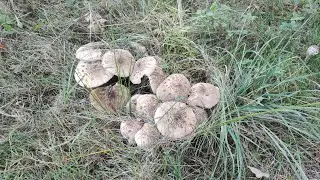 Когда с грибами явный перебор. Уже никто не собирает