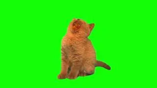 Cat green screen Cute Free