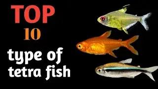 Top 10 Types of Tetra Fish for Aquarium | Best Colorful Tetra Fish for Beginners