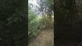 агонь .