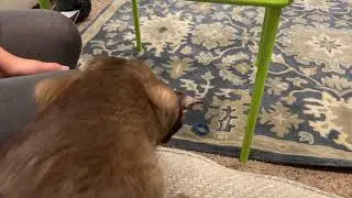 Tonkinese Cat Playing Fetch