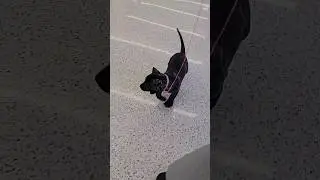 Walking Presa Canario Puppy through LAX #presacanario