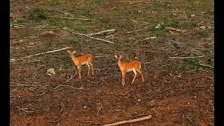 Stalking Deer