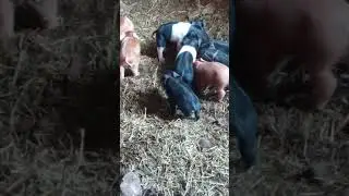 New Born Piggies! Black Pepper Pig is a Great Mom! #VintageFarm