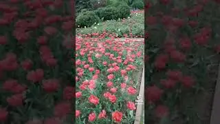 енг чиройли атир гуллар