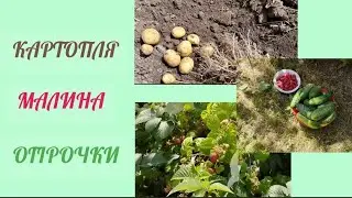 Пробна копка картоплі 🥔🥔🥔