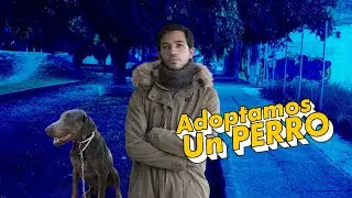 ADOPTAMOS UN PERRO | Black Motorist & Ant-Dog Official
